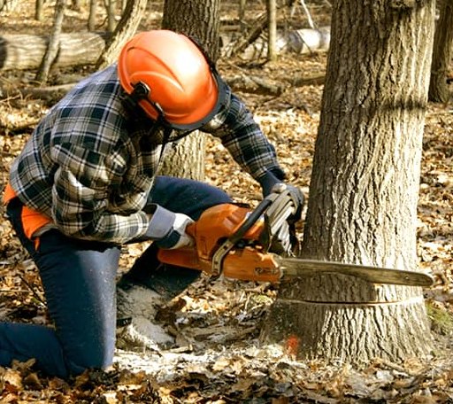 Tree Removal in Durham, NY